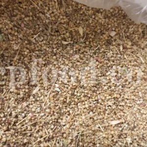 Dodder wholesale. Clover dodder for sale. Common dodder in bulk. Buy amar bel. Akash bel price. Amarbel wholesale. Purchase Akashbel. Amarbel price. Amarbel powder online.