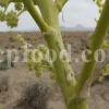 Ferula ammoniacum gum in bulk