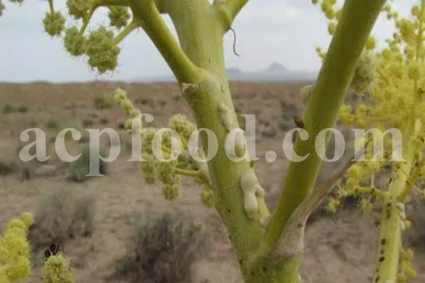 Ferula ammoniacum gum in bulk
