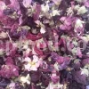 High quality dried Marshmallow flowers for sale. Buy Althaea officinalis dried flowers. Hollyhocks for sale. Buy Common Hollyhock dried flowers. Marshmallow seeds for sale. Buy Hollyhocks seeds.
