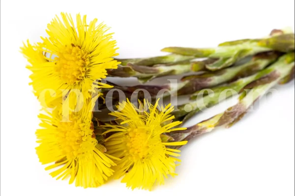 Dried Coltsfoot for sale. Coltsfoot herb wholesale price. Buy Coltsfoot. Coltsfoot for sale. Bulk Coltsfoot leaves. Tussilago farfara leaves purchase.