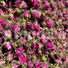 The best quality Rosa damascena buds for sale. Damascena Rose wholesale price. Buy Damascina Rose. Bulk Rosa Damask buds and petals. Wholesale R Damascena. Damask Rose purchase.