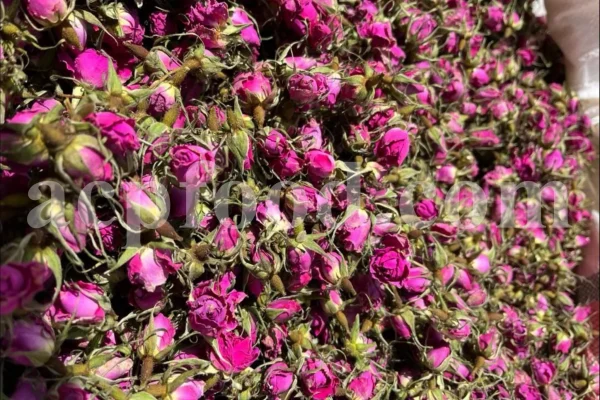 The best quality Rosa damascena buds for sale. Damascena Rose wholesale price. Buy Damascina Rose. Bulk Rosa Damask buds and petals. Wholesale R Damascena. Damask Rose purchase.