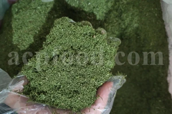 Dried Dill for sale. Buy dried Dill. Dried Dill weed wholesale price. Air dry Dill purchase. Best dried Dill weed. Dill seed for sale. Buy Dill seeds.