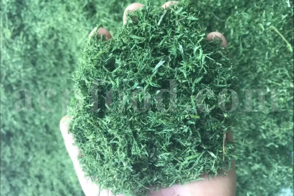 Dried Dill for sale. Buy dried Dill. Dried Dill weed wholesale price. Air dry Dill purchase. Best dried Dill weed. Dill seed for sale. Buy Dill seeds.