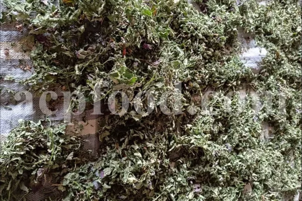 Dried Lemon Balm for sale. Melissa Lemon Balm buy. Lemon Balm bulk. Lemon Balm for sale. Organic Lemon Balm leaf in bulk.
