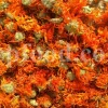 Buy Calendula. Calendula for sale. Bulk dried Calendula petals. Dried Marigold wholesale price. Calendula flowers dried bulk. Calendula officinalis price. Calendula officinalis orange king for sale.