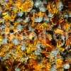 Buy Calendula. Calendula for sale. Bulk dried Calendula petals. Dried Marigold wholesale price. Calendula flowers dried bulk. Calendula officinalis price. Calendula officinalis orange king for sale.