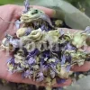 High quality dried Marshmallow flowers for sale. Buy Althaea officinalis dried flowers. Hollyhocks for sale. Buy Common Hollyhock dried flowers. Marshmallow seeds for sale. Buy Hollyhocks seeds.