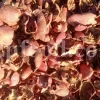 Dried Pomegranate flowers for sale. Buy Pomegranate seeds. Dried Pomegranate skin wholesale price. Gule Anar purchase.