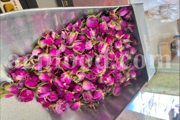 The best quality Rosa damascena buds for sale. Damascena Rose wholesale price. Buy Damascina Rose. Bulk Rosa Damask buds and petals. Wholesale R Damascena. Damask Rose purchase.