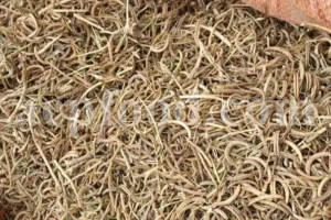 High Quality Yellow Sweet Clover dried fruits for sale. Buy dried Sweet Clover. Bulk Melilotus officinalis. Common Melilot dried fruits purchase.