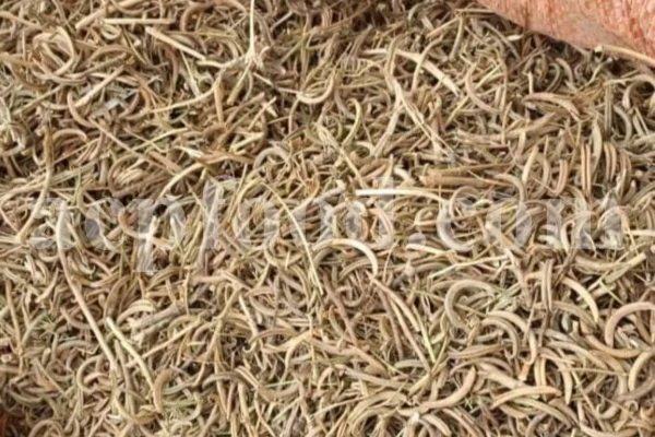 High Quality Yellow Sweet Clover dried fruits for sale. Buy dried Sweet Clover. Bulk Melilotus officinalis. Common Melilot dried fruits purchase.