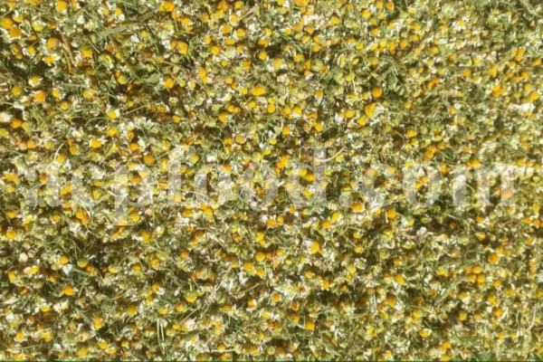 Dried chamomile for sale. Chamomile for sale. Buy chamomile. Bulk chamomile. Bulk chamomile tea. Dried chamomile flowers wholesale price. Buy chamomile tea. Dried chamomile flowers bulk.