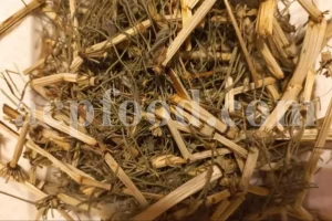 Buy Horsetail. Horsetail for sale. Horsetail price. Horsetail tea near me. Buy Horsetail herb. Equisetum for sale.