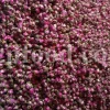 The best quality Rosa damascena buds for sale. Damascena Rose wholesale price. Buy Damascina Rose. Bulk Rosa Damask buds and petals. Wholesale R Damascena. Damask Rose purchase.