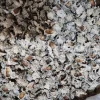 Echinops pungens manna for sale. Manna of Echinops in bulk. Globe Thistle manna wholesale price. Buy Trehala manna. Trehala Beetle Cocoon purchase.