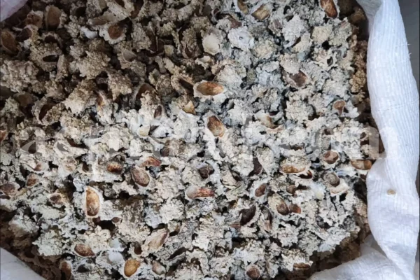 Echinops pungens manna for sale. Manna of Echinops in bulk. Globe Thistle manna wholesale price. Buy Trehala manna. Trehala Beetle Cocoon purchase.
