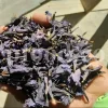 Bulk Echium amoenum for Sale. Buy Persian Borage. Buy Iranian Bugloss with the Best Price. Gol Gav Zaban wholesale price. Bulk Echium amoenum Red Feathers. Borage leaves for sale.