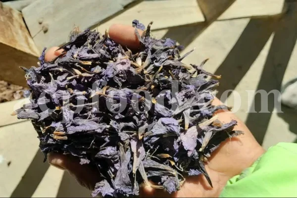 Bulk Echium amoenum for Sale. Buy Persian Borage. Buy Iranian Bugloss with the Best Price. Gol Gav Zaban wholesale price. Bulk Echium amoenum Red Feathers. Borage leaves for sale.