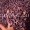Bulk Echium amoenum for Sale. Buy Persian Borage. Buy Iranian Bugloss with the Best Price. Gol Gav Zaban wholesale price. Bulk Echium amoenum Red Feathers. Borage leaves for sale.