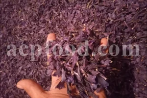 Bulk Echium amoenum for Sale. Buy Persian Borage. Buy Iranian Bugloss with the Best Price. Gol Gav Zaban wholesale price. Bulk Echium amoenum Red Feathers. Borage leaves for sale.