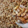 Russian Olives for sale. Elaeagnus angustifolia for sale. Buy Russian Olive. Buy Senjed. Bulk dried Oleaster for sale.