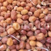 Russian Olives for sale. Elaeagnus angustifolia for sale. Buy Russian Olive. Buy Senjed. Bulk dried Oleaster for sale.