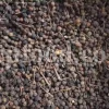 Elderberry for sale. Sambucus nigra for sale. Dried Elderberries for sale. Sambucus nigra Black Lace for sale. Dried Elderberries bulk. Dried Black Elderberries purchase. Buy Black Elderberry Sambucus nigra. European Black Elderberry wholesale price.
