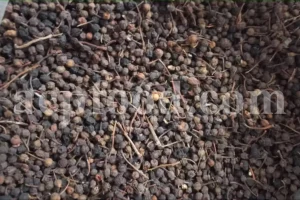 Elderberry for sale. Sambucus nigra for sale. Dried Elderberries for sale. Sambucus nigra Black Lace for sale. Dried Elderberries bulk. Dried Black Elderberries purchase. Buy Black Elderberry Sambucus nigra. European Black Elderberry wholesale price.
