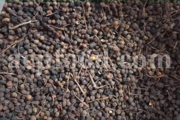 Elderberry for sale. Sambucus nigra for sale. Dried Elderberries for sale. Sambucus nigra Black Lace for sale. Dried Elderberries bulk. Dried Black Elderberries purchase. Buy Black Elderberry Sambucus nigra. European Black Elderberry wholesale price.