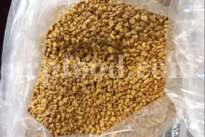 Buy Fenugreek seed. Fenugreek seed for sale. Methi seeds wholesale price. Where can you buy Fenugreek. Organic Methi seeds purchase. Where do I buy Fenugreek seeds. Trigonella foenum graecum seed.