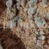 Bulk Galbanum resin for sale. Galbanum gum wholesale price. Galbanum price. Ferula galbaniflua gum in bulk. Ferula gummosa gum for sale.