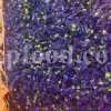 High quality dried Marshmallow flowers for sale. Buy Althaea officinalis dried flowers. Hollyhocks for sale. Buy Common Hollyhock dried flowers. Marshmallow seeds for sale. Buy Hollyhocks seeds.