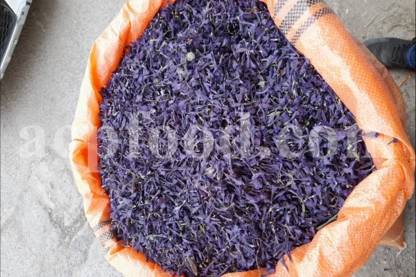 Bulk Echium amoenum for Sale. Buy Persian Borage. Buy Iranian Bugloss with the Best Price. Gol Gav Zaban wholesale price. Bulk Echium amoenum Red Feathers. Borage leaves for sale.