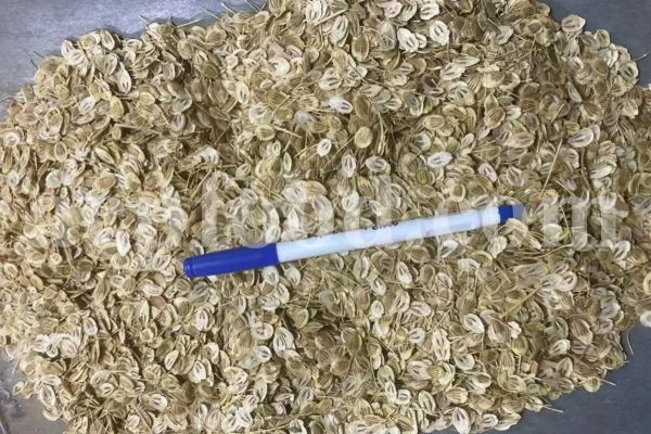 High Quality Aromatic Heracleum Persicum Seeds for sale. Bulk Persian Hogweed. Buy Angelica Seeds with the Best Price. Angelica Golpar for sale.