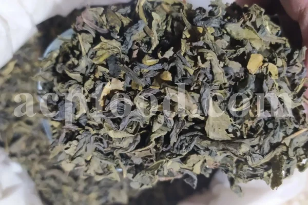 Buy Green Tea. Tea sale. Order Green Tea. Green Tea purchase. Camellia sinensis for sale. Camellia sinensis near me. Buy Green Teas.