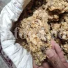Gum ammoniac pieces sorted by size