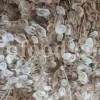 High Quality Aromatic Heracleum Persicum Seeds for sale. Bulk Persian Hogweed. Buy Angelica Seeds with the Best Price. Angelica Golpar for sale.