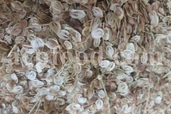 High Quality Aromatic Heracleum Persicum Seeds for sale. Bulk Persian Hogweed. Buy Angelica Seeds with the Best Price. Angelica Golpar for sale.