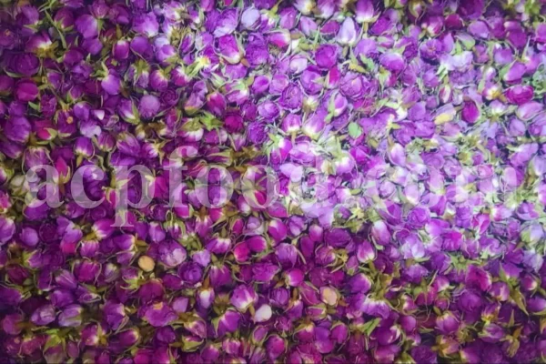 The best quality Rosa damascena buds for sale. Damascena Rose wholesale price. Buy Damascina Rose. Bulk Rosa Damask buds and petals. Wholesale R Damascena. Damask Rose purchase.