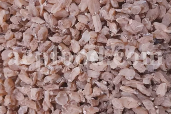 Salep for sale. Buy pure Sahlep. Orchis mascula for sale. Orchis maculata wholesale price. Early Purple Orchid for sale.