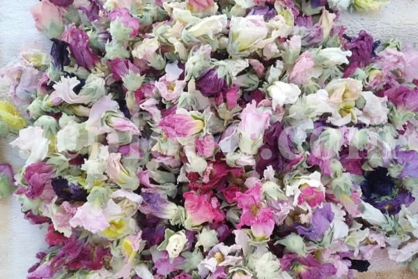 High quality dried Marshmallow flowers for sale. Buy Althaea officinalis dried flowers. Hollyhocks for sale. Buy Common Hollyhock dried flowers. Marshmallow seeds for sale. Buy Hollyhocks seeds.