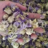High quality dried Marshmallow flowers for sale. Buy Althaea officinalis dried flowers. Hollyhocks for sale. Buy Common Hollyhock dried flowers. Marshmallow seeds for sale. Buy Hollyhocks seeds.