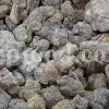 Frankincense wholesale price. Frankincense resin buy. Frankincense resin in bulk. Buy frankincense. Indian frankincense purchase. Boswellia Frankincense wholesale price. Frankincense near me. Boswellia Indian Frankincense. Buy Boswellia serrata olibanum.