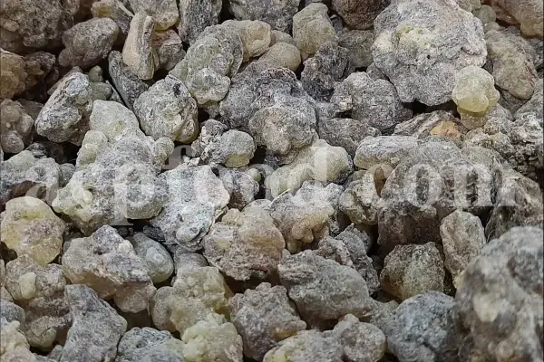 Frankincense wholesale price. Frankincense resin buy. Frankincense resin in bulk. Buy frankincense. Indian frankincense purchase. Boswellia Frankincense wholesale price. Frankincense near me. Boswellia Indian Frankincense. Buy Boswellia serrata olibanum.