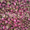 The best quality Rosa damascena buds for sale. Damascena Rose wholesale price. Buy Damascina Rose. Bulk Rosa Damask buds and petals. Wholesale R Damascena. Damask Rose purchase.