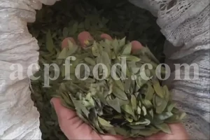 Dried Myrtle leaves for sale. Myrtle leaves purchase. Leaf Myrtle buy. Bulk Mirto leaves. Myrtle leaf tea wholesale price.