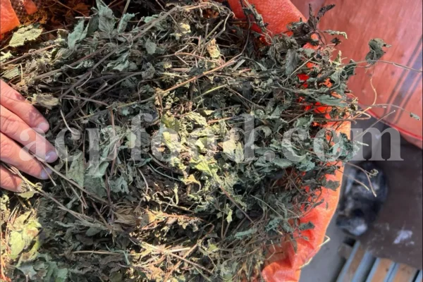 Dried Lemon Balm for sale. Melissa Lemon Balm buy. Lemon Balm bulk. Lemon Balm for sale. Organic Lemon Balm leaf in bulk.