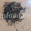 Lovage seeds for sale. Bulk levisticum officinale seeds. Buy lovage seeds. Lovage seeds near me. Bulk maggi plant seeds.